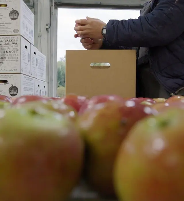 Worker packing a carton behind rows of fresh apples.