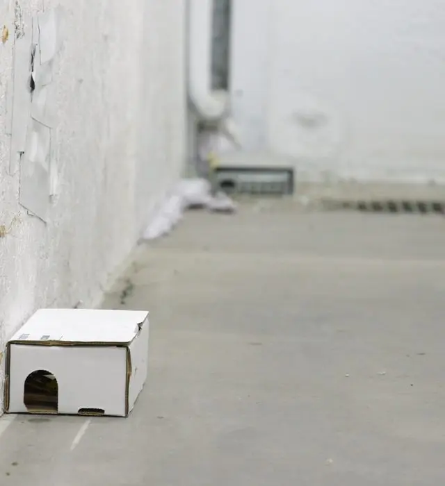 Cardboard pest monitoring station placed against the wall of a clean concrete facility corridor.