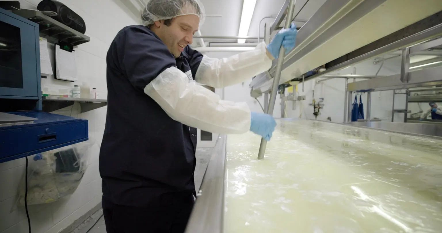 Cheesemaker in a hairnet, protective sleeves, and gloves stirring a large vat of curds