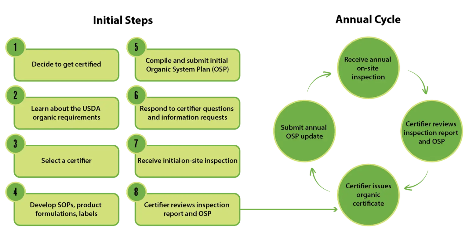 Organic certification in two parts: eight numbered initial steps from deciding to get certified through the certifier's review of the inspection report and Organic System Plan, feeding an annual cycle of certificate issued, annual OSP update, on-site inspection and certifier review