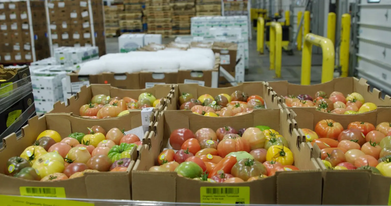 Open bulk cases of multicolored heirloom tomatoes on a distribution floor, each carton edge carrying a yellow organic heirloom tomatoes barcode label