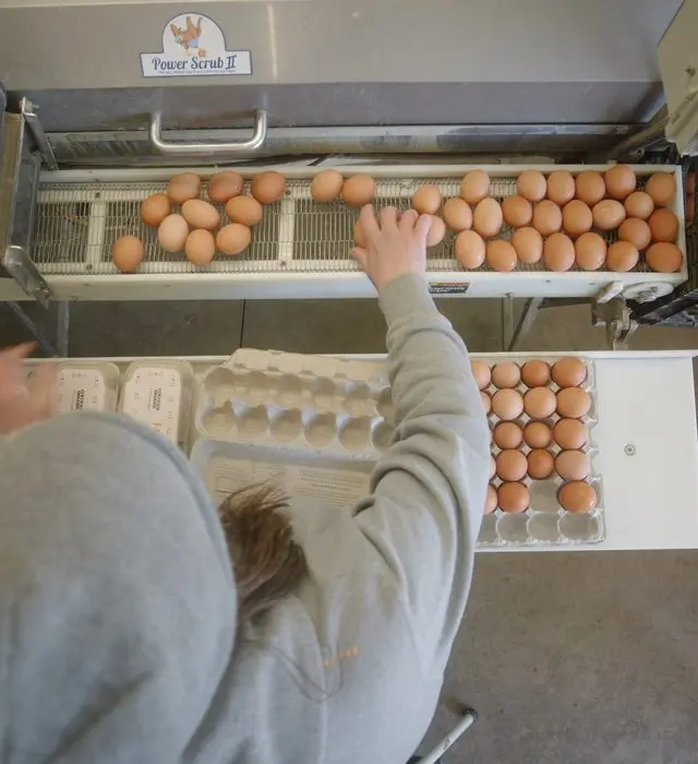 Overhead view of a worker packing brown eggs into cartons.